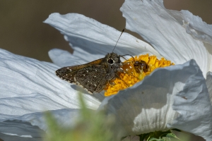AZ-SierraVista - CoronadoNF_MontezumaCanyonRd 2016_07_20 - Skipper, Bronze Roadside (1)-websized