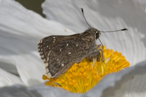 AZ-SierraVista - CoronadoNF_MontezumaCanyonRd 2016_07_20 - Skipper, Bronze Roadside (3)