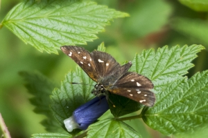 Four-spotted 