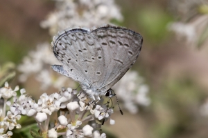AZ-SierraVista_MillerCanyon_Beatty'sGuestRanch_2016_07_19 - Blue, Spring Azure (4)-s