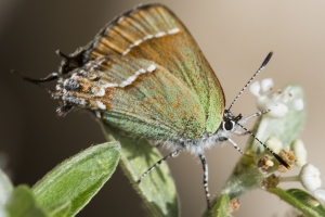 AZ-SierraVista_MillerCanyon_Beatty'sGuestRanch_2016_07_19 - Hairstreak, Juniper (Siva) (1)-webpage