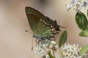 AZ-SierraVista_MillerCanyon_Beatty'sGuestRanch_2016_07_19 - Hairstreak, Juniper (Siva) (2)-webpage