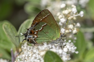AZ-SierraVista_MillerCanyon_Beatty'sGuestRanch_2016_07_19 - Hairstreak, Juniper (Siva) (3)-webpage