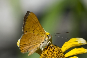 AZ-SierraVista_MillerCanyon_Beatty'sGuestRanch_2016_07_19 - Metalmark, Zela (1)-s-webpage