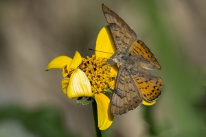 AZ-SierraVista_MillerCanyon_Beatty'sGuestRanch_2016_07_19 - Metalmark, Zela (3)-s-webpage