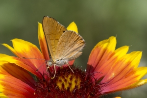 AZ-SierraVista_MillerCanyon_Beatty'sGuestRanch_2016_07_19 - Metalmark, Zela (7)-s-webpage