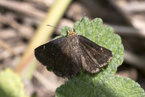 AZ-SierraVista_MillerCanyon_Beatty'sGuestRanch_2016_07_19 - Scallopwing, Golden-headed (1)-s