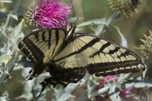 Two-tailed 