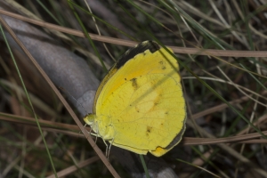 AZ-SthFork Trail_2016_07_23 - Orange, Sleepy (2)-s
