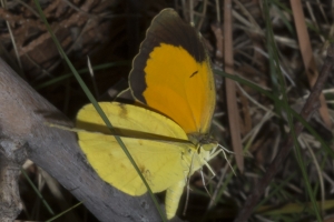 AZ-SthFork Trail_2016_07_23 - Orange, Sleepy (3)-s