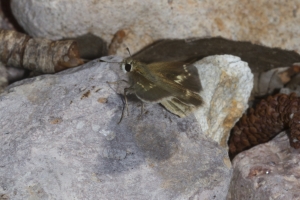 AZ-SthFork Trail_2016_07_23 - Roadside-Skipper, Slaty (1)-s