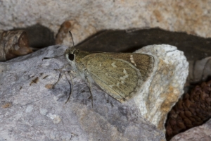 AZ-SthFork Trail_2016_07_23 - Roadside-Skipper, Slaty-s