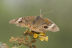 AZ-SthForkTrail_2016_07_25 - Buckeye, Common