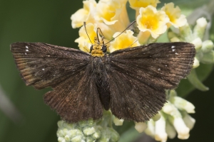 AZ-SthForkTrail_2016_07_25 - Scallopwing, Golden-headed