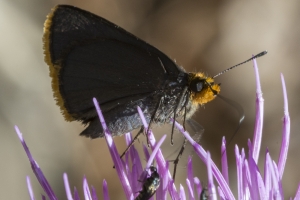 AZ-TurkeyCreek_2016_07_22 - Roadside-Skipper, Orange-edged (2)-s