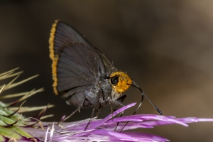 AZ-TurkeyCreek_2016_07_22 - Roadside-Skipper, Orange-edged-websized