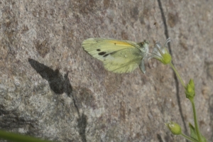 AZ-TurkeyCreek_2016_07_22 - Sulphur, Dainty-s