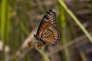 BBHickoryMound 2015_05_15 - Viceroy (1)