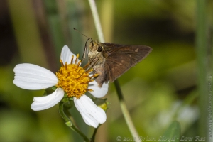 BBWMA-Hick_2019_09_27 - Skipper, Broken-dash, Northern