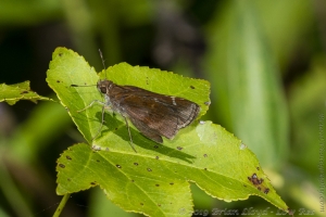 Skipper, Clouded