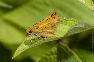 Skipper, Fiery (M)