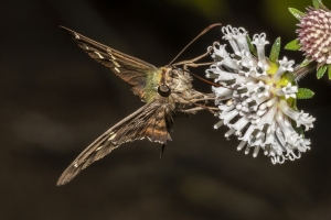 BBWMA-Hick_2019_09_27 - Skipper, Long-tailed