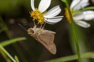 BBWMA-Hick_2019_09_27 - Skipper, Ocola