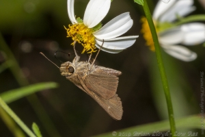BBWMA-Hick_2019_09_27 - Skipper, Ocola