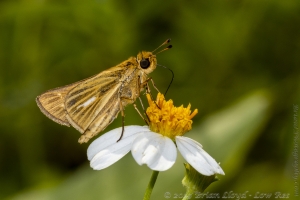 BBWMA-Hick_2019_09_27 - Skipper, Salt Marsh