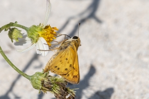 Skipper, Whirlabout (M)