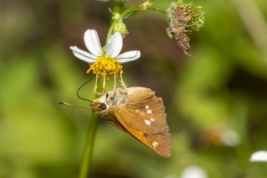 BBWMA-Hick_2019_09_27 - Skipper, Yehl (1)