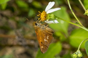 BBWMA-Hick_2019_09_27 - Skipper, Yehl (2)