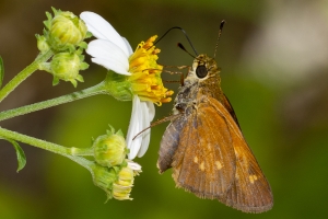 BBWMA-Hick_2019_09_27 - Skipper, Yehl (3)