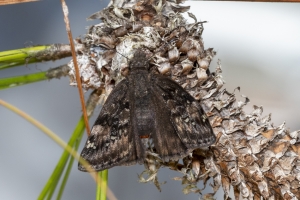 BearCreekEdCtr_2020_03_14 - Duskywing, Juvenal's