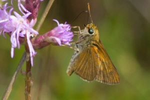 Berry's Skipper (a1) - BradwellBay 2013-09-28 (6)