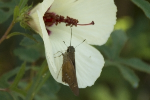 BigBendHickoryMd_2014-09-14 - Skipper, Brazilian-websized