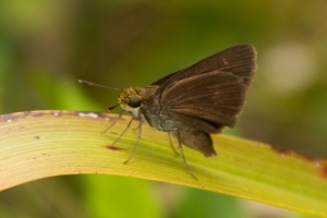 BigBendHickoryMd_2014-09-14 - Skipper, Dun Ventral (3)