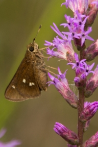 BigBendHickoryMd_2014-09-14 - Skipper, Twin-spot (2)