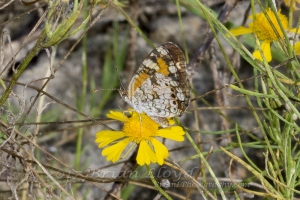 BigBendHickoryMn-2017_09_17 - Crescent, Phaon (2)-websized