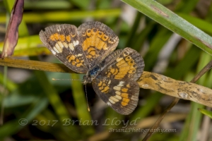 BigBendHickoryMn-2017_09_17 - Crescent, Phaon (3)-websized