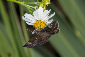BigBendHickoryMn-2017_09_17 - Duskywing, Zarucco-websized