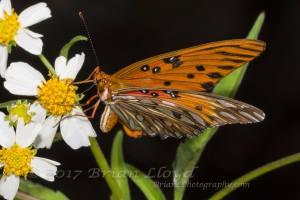 BigBendHickoryMn-2017_09_17 - Fritillary, Gulf (1)-websized