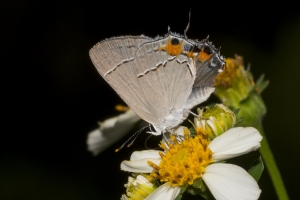 BigBendHickoryMn-2017_09_17 - Hairstreak, Gray (3)-websized-webpage