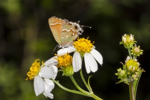 BigBendHickoryMn-2017_09_17 - Hairstreak, Juniper (10)-websized-webpage