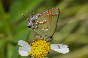 BigBendHickoryMn-2017_09_17 - Hairstreak, Juniper (19)-websized-webpage