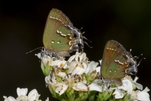 BigBendHickoryMn-2017_09_17 - Hairstreak, Juniper (45)-websized-webpage
