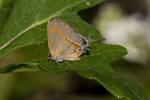 BigBendHickoryMn-2017_09_17 - Hairstreak, Red-banded-websized-webpage