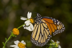 BigBendHickoryMn-2017_09_17 - Monarch-websized