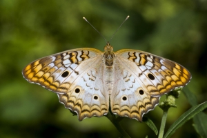 BigBendHickoryMn-2017_09_17 - Peacock, White (1)-websized