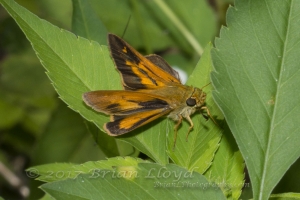 BigBendHickoryMn-2017_09_17 - Skipper, Broken-Dash, Southern (10)-web-cprt
